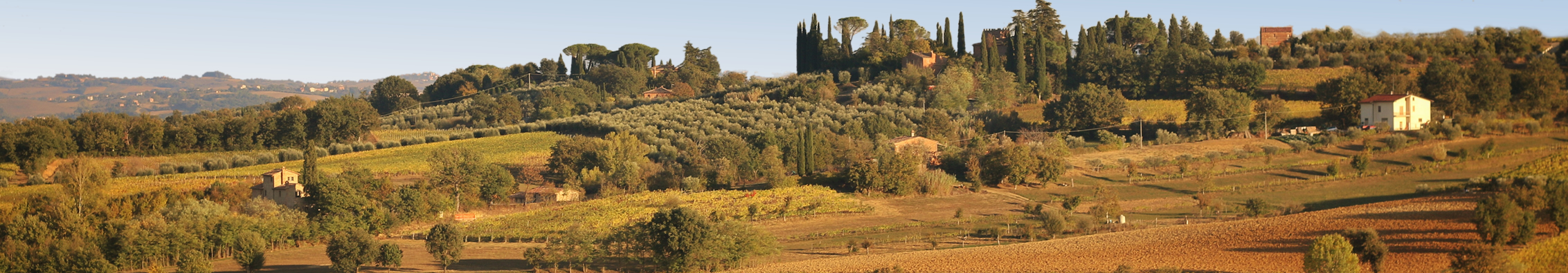 Italian Vineyards in Tuscany